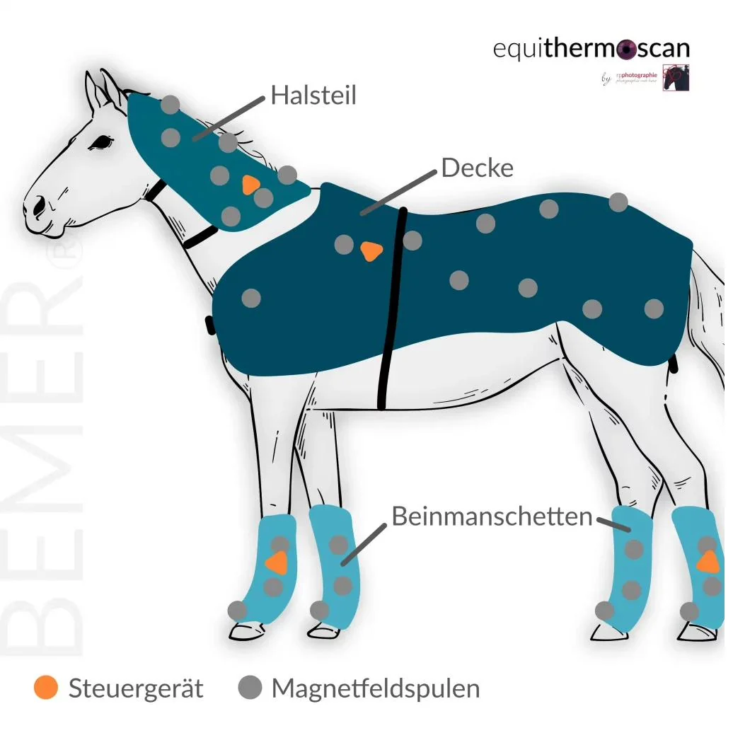 Schematische Darstellung der Applikatoren des BEMER® Horse Sets und der Spulenpositionen