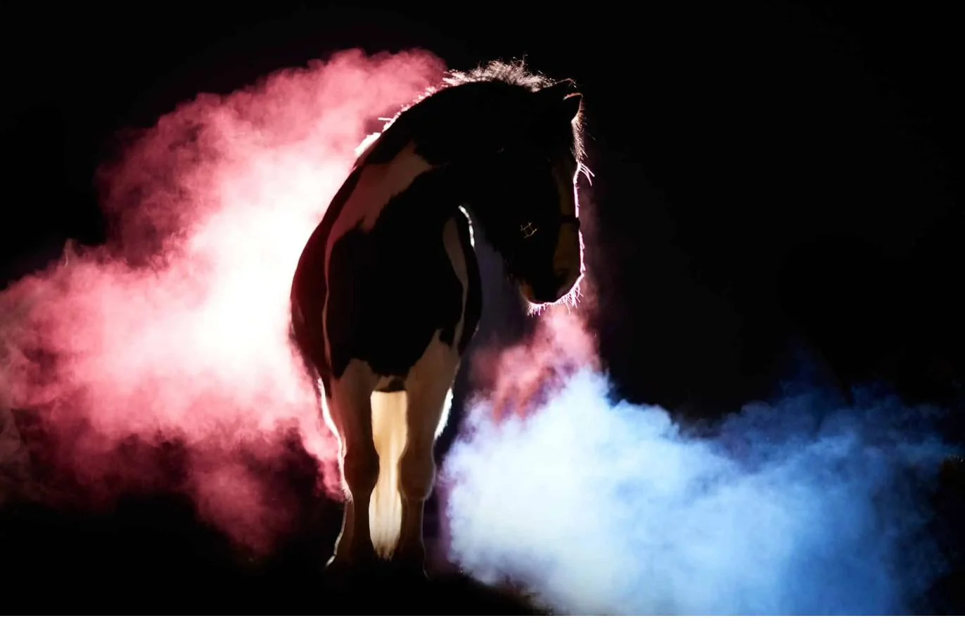 Pferd vor beleuchtetem Holi-Pulver bei Nacht