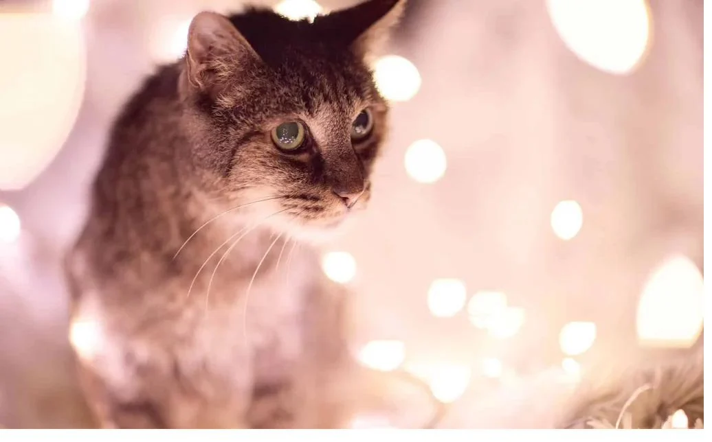 Alter Kater mit Lichterbokeh