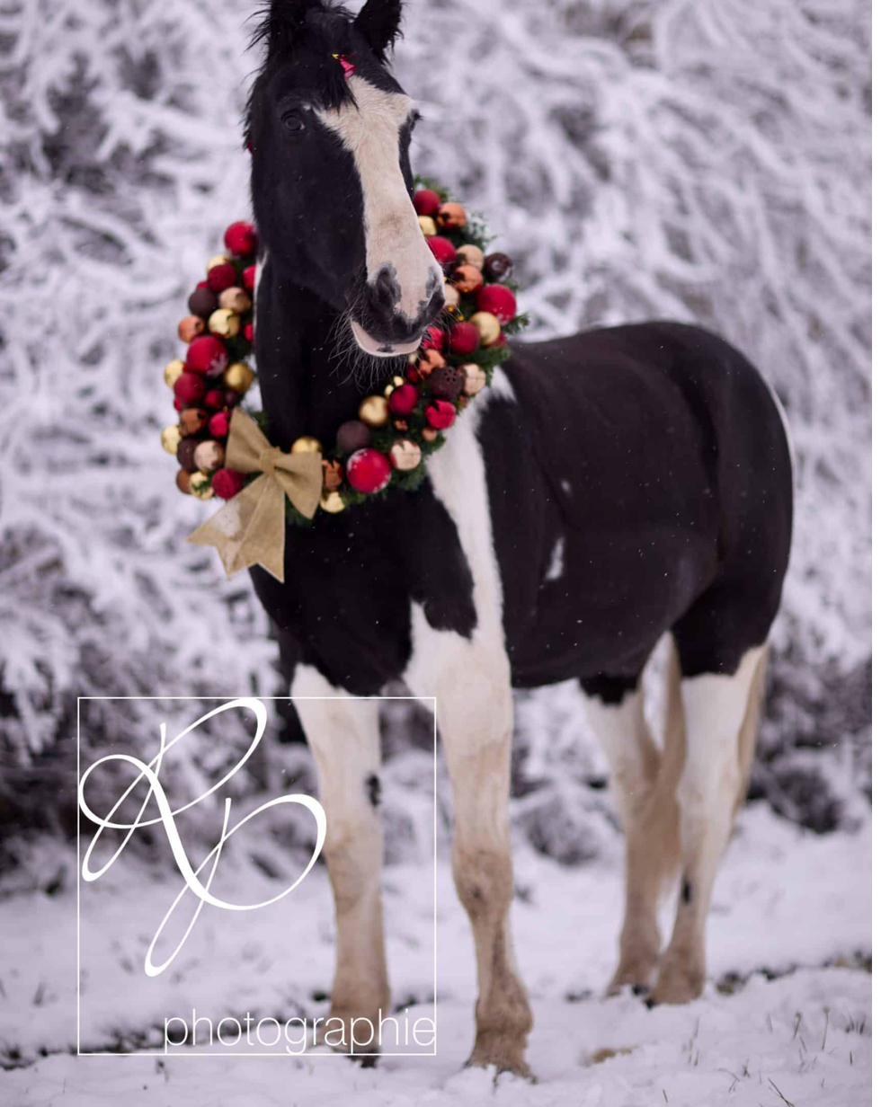 Pony mit rotem Weihnachtskranz im Schnee