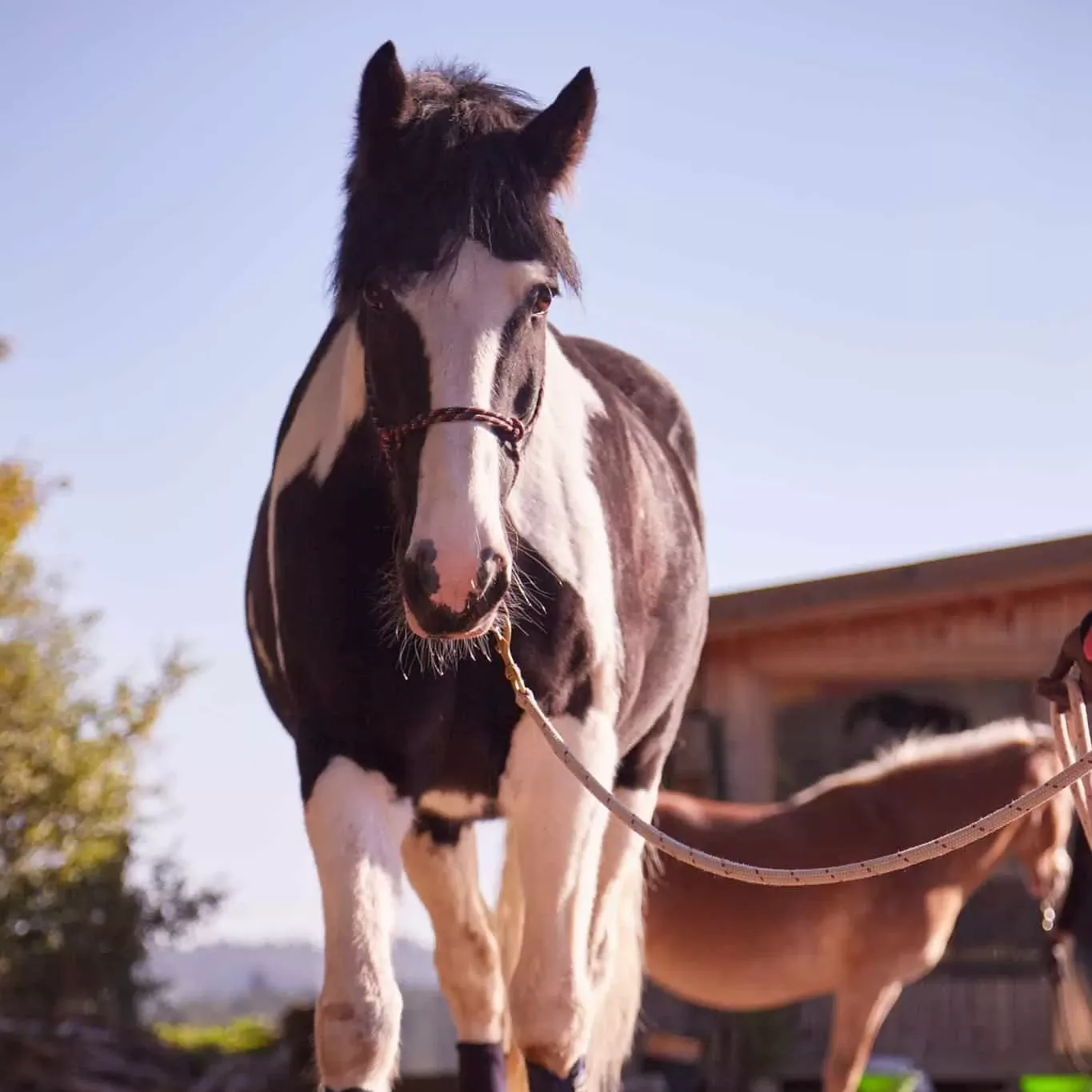 Welsh-Cob-Pony Johnny