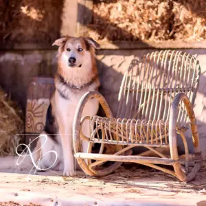 Husky-Mischling Lou
