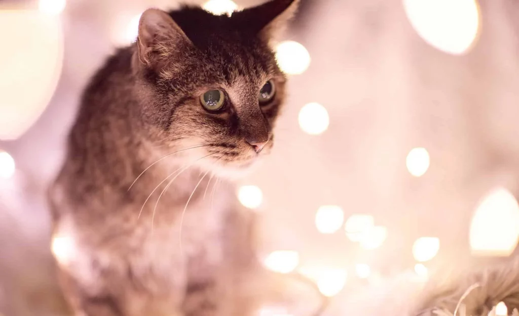 Alter Kater mit Lichterbokeh