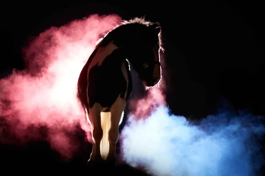 Pony bei einem Holy-Fotoshooting mit rotem und blauen Farbpulver