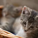 Babykatze beim Katzenfotoshooting von rp photographie