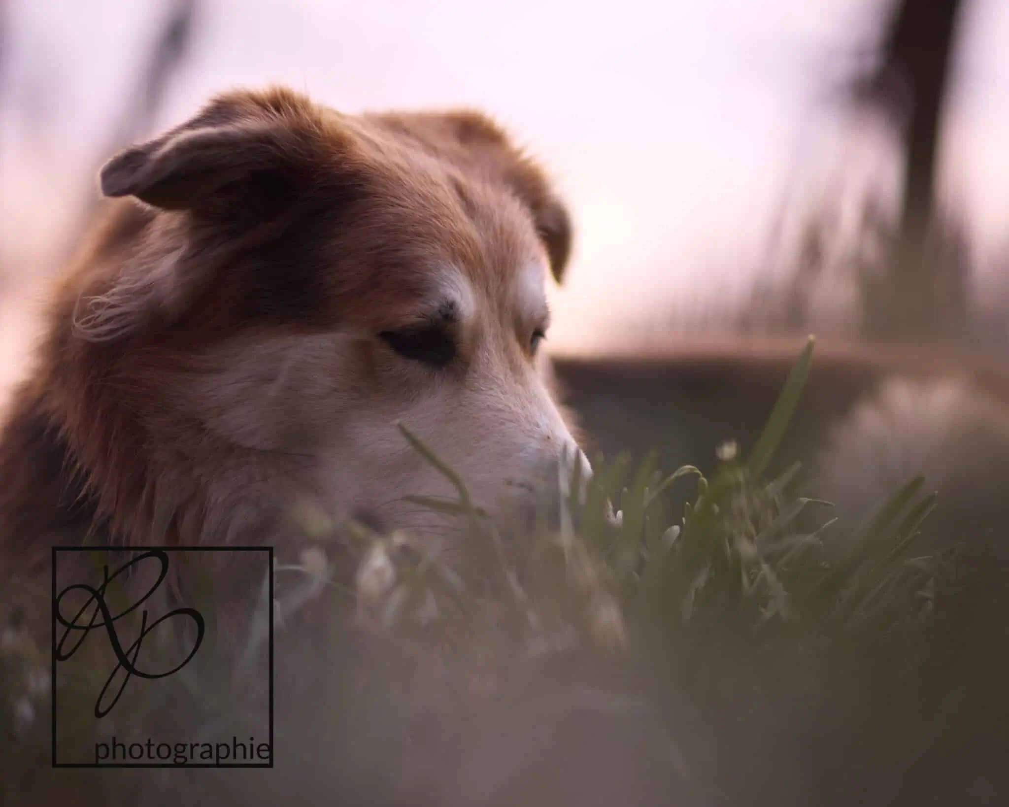 Hund liegt im Frühjahr in einer Blumenwiese