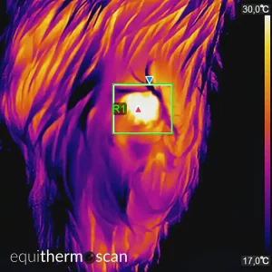 Eine entzündete Wunde bei einem Pferdebein auf einer Infrarotaufnahme