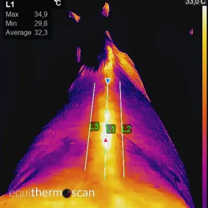 Kissing Spines bei einem Pferd