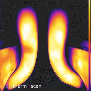 Sattelthermografie zeigt einen unpassenden Sattel in Bayern