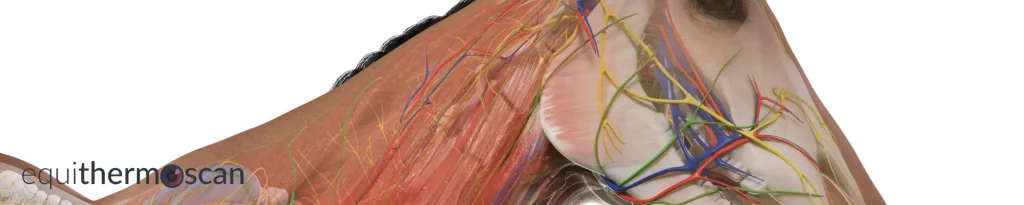 Hals und Kopf des Pferdes