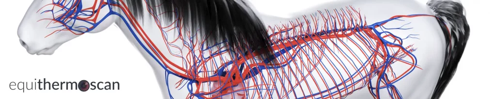 Herz-Kreislaufsystem des Pferdes