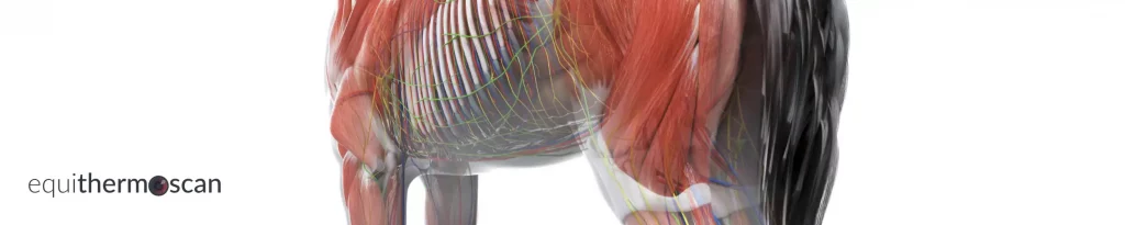 Anatomie vom Pferd bzgl. der Hinterhand