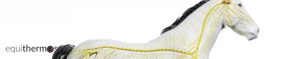 Nervensystem des Pferdes